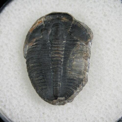 / Elrathia Trilobite Fossil - Utah #6699